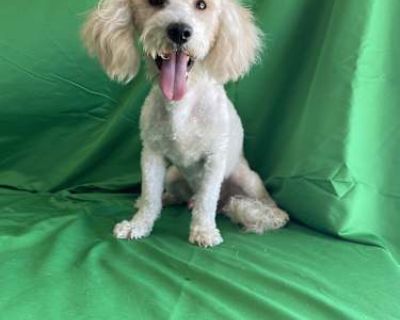 Cody - Poodle (Miniature)/Schnoodle Mix Male Dog for Adoption