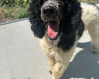 Deadpool - Poodle (Standard) Male Dog for Adoption