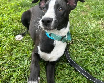 Salty T. Tunes - Labrador Retriever & Border Collie Mix Female Puppy for Adoption