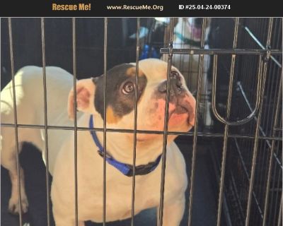 Freeda - American Staffordshire Terrier / Bulldog Female Puppy