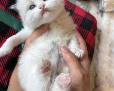 Household pet. Breeding not allowed. Not registered. Age appropriate vaccine and de-worming record. Transitional food and blanket. Meet this gorgeous purebred Ragdoll kitten! This sweet little fluffball has silky white fur, emerging gray color points, and the bright blue eyes Ragdolls are famous for. Gentle, cuddly, and calm, this baby has the classic Ragdoll temperament loves to be held and me...