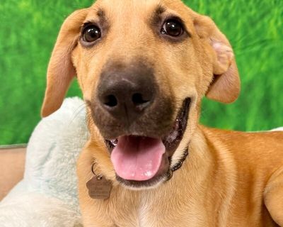 Chase Casas - Yellow Labrador Retriever & Black Mouth Cur Mix Male Puppy for Adoption