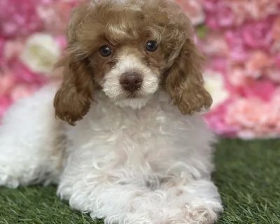 Ellie - Female Poodle Toy Puppy for Sale