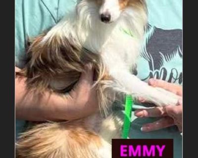 WEBSITE FOR EMMY'S BIO and ADDITIONAL INFO/APPLICATION: www.sheltieshack.com