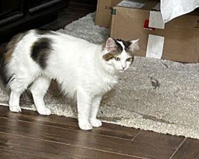 Gypsy - Ragdoll Female Cat for Adoption