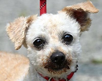 MUPPET - Maltese Male Dog for Adoption