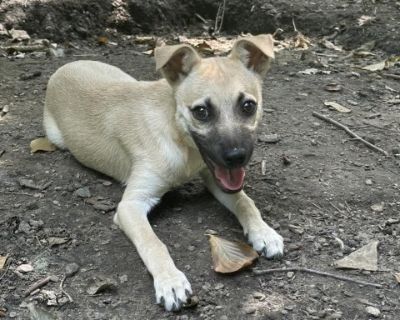 Travieso - Chihuahua & Pug Mix Male Puppy for Adoption