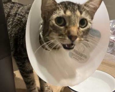 Naomi - American Shorthair Female Cat for Adoption