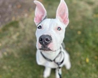 Guppy - American Pit Bull Terrier Male Puppy for Adoption