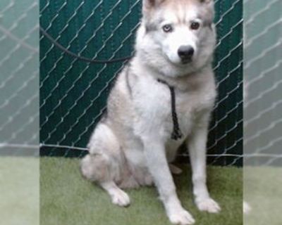 Senior * Location Downey, CA, 90242 USA USA *. Dog Breed: Siberian Husky (medium coat). Physical Attributes Coat Length: Medium Additional Information Was the Dog Found No