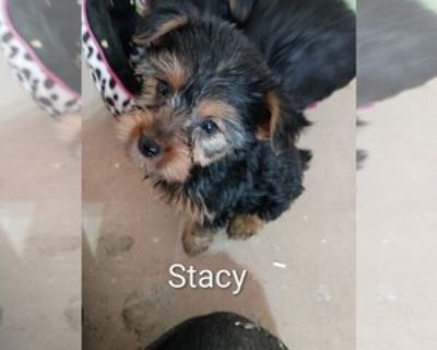 Stacy - Female Yorkshire Terrier Puppy for Sale