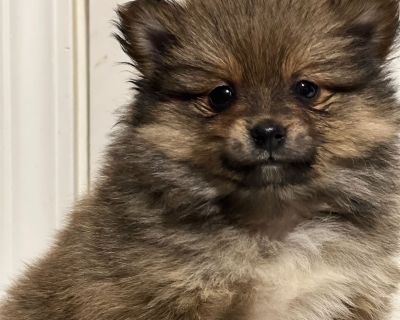 Meet Preston, our sweet little pup with the softest fur and the kind of face that s impossible to resist. His bright eyes and curious look make him even more lovable, and he s been raised with kids, so he s used to all the fun and affection that come with family life. Preston is such a heart-melter he s ready to bring warmth and happiness to his new home!. Intelligent, vocal, family-oriented