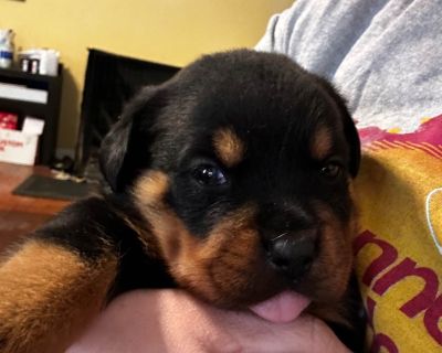 Rottweiler Female Puppy - Tiana, 8 weeks