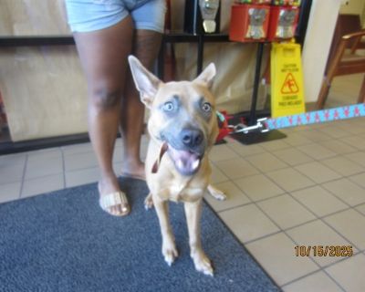 HAILEE - Pit Bull Terrier Female Dog for Adoption