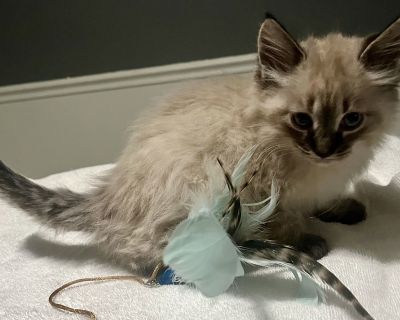 You can fill out an adoption application online on our official website.Please contact Main Email CARE (caretoadopt@gmail.com), (803) 622-9813 for more information about this pet. The most accurate and up to date information about adoptable pets is on our official website at www.caretoadopt.org. Sparrow is just as sweet as he is adorable. He loves back rubs and playing with his siblings. He wou...