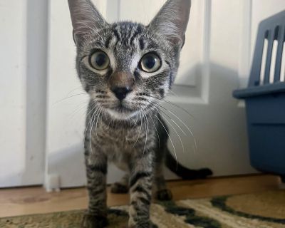 PLEASE: fill out an application at www.browndogcoalition.com/cats after reading the entirety of the adoption profile. Inquiries will slow down the adoption process. Cinder MUST go to a home with another kitty pal! Meet Cinder, a playful little furball who brings sunshine wherever she goes. With a heart full of affection and a curious spirit , she's often exploring, pouncing, and turning ordinar...