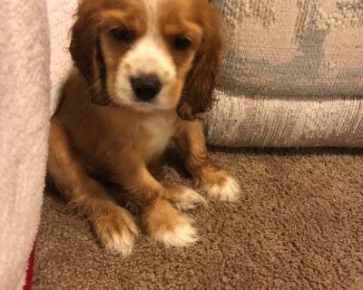 Akc Cocker Spaniel