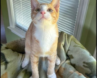 Kiwi - Domestic Short Hair & Tabby Mix Male Cat for Adoption