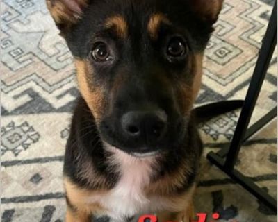 Sadie - Female Puppy German Shepherd mix for Adoption
