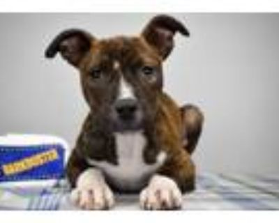 Adopt Toby a American Staffordshire Terrier, Mixed Breed