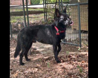 Samson - German Shepherd Dog Male Dog for Adoption