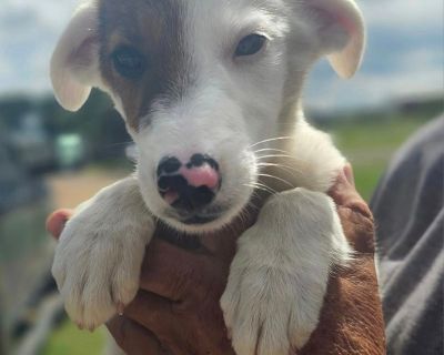 Bone - Cairn Terrier Mix Male Puppy for Adoption