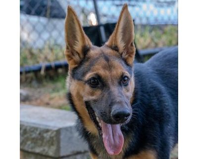 Minnie Pearl - Shepherd (Unknown Type)/German Shepherd Dog Mix Female Puppy for Adoption