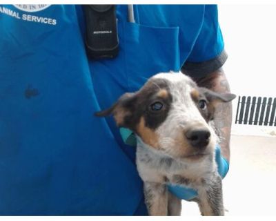 JOHNNY - Australian Cattle Dog Male Puppy for Adoption