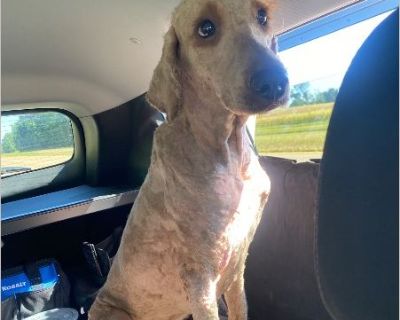 This dog was dumped on our road this morning. He willingly got into our car when I went to search for them, along with his brother. (See ID#25-09-07-00091) We have a full house so I'm taking him to Memphis Animal Shelter in the hopes that a rescue will pull him or an individual will adopt.