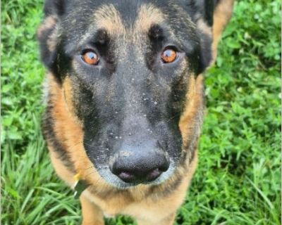 Twix - Male Puppy German Shepherd for Adoption