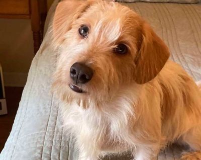 Young. White - with tan, yellow or fawn. Microchipped. Meet Fred Murphy This 10 month old hunk of ! a fellow may be small at 15 pounds, but he's packed with personality! Fred is a curious, high-energy boy who loves to explore, play and keep tabs on everything happening around him. He's happiest when he has plenty of toys to toss around and other dogs to romp with-he gets along great with canine...