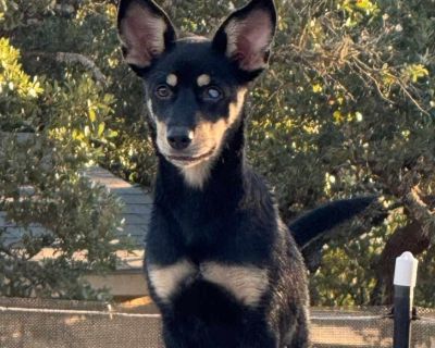 Ivy - Miniature Pinscher Female Puppy for Adoption