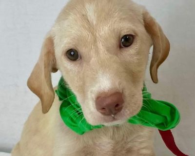 Lilly 2 - Yellow Labrador Retriever Female Puppy for Adoption