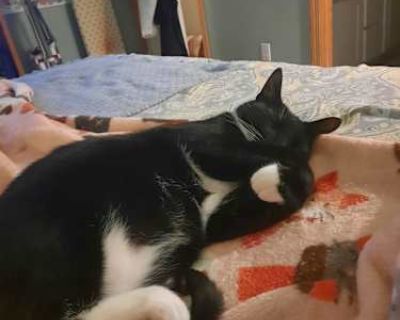 Tux is 3 years old. He is people friendly and very approachable. We actually adopted him from the Parma Animal Shelter after losing our last cat. Because I am dealing with several health issues right now, it has become very stressful to take care of his needs. He deserves care and attention which I cannot provide for him.. Good with kids Not good with dogs Good with cats Shots current Spayed / ...