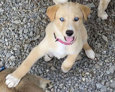 Nori (PUPPY) - German Shepherd Dog/Husky Mix Female Puppy for Adoption