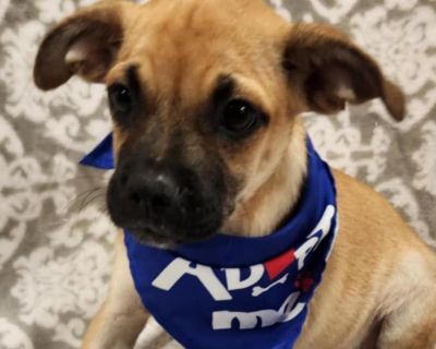 Harvey FJ - Terrier & Pug Mix Male Puppy for Adoption