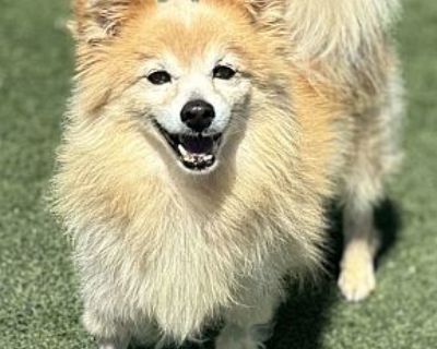 Sunny - Pomeranian Male Dog for Adoption