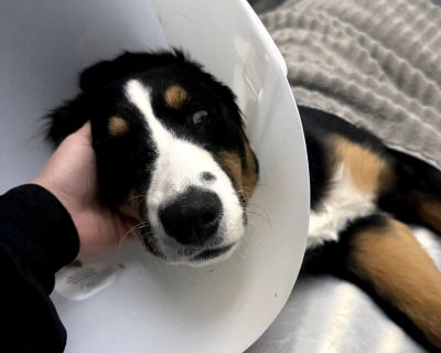 Four Loko - Bernese Mountain Dog Female Puppy for Adoption