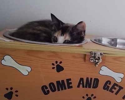 Child. Tortoiseshell. Hair: short. Microchipped. Hi! I'm Toostie, a kitten who loves to play and cuddle. I might be a bit shy at first but give me a minute and I'll be zooming around, chasing my toys, and making you laugh with my funny antics. I enjoy snuggling up after a long day of play. I'm looking for a forever home where I can share all my love and energy. If you're looking for a sweet, pl...