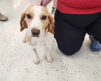 Lily - Beagle Female Dog for Adoption