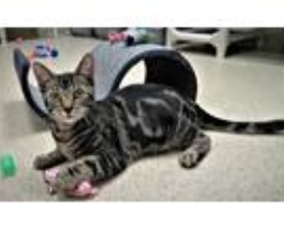 Adopt Kitten Latte a Brown Tabby Domestic Shorthair / Mixed (short coat) cat in