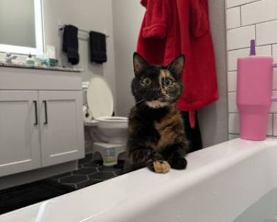 Phantom is a shy and gentle girl who takes her time warming up but loves attention when she s ready. Friendly and fully litter trained, she s looking for a calm, patient home where she can feel safe and loved. She is microchipped, spayed, and up to date on shots.. Good with kids Good with dogs Good with cats Needs experienced adopter Shots current Spayed / Neutered Housetrained Microchipped. Br...