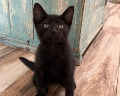 Rudolph - Domestic Short Hair Male Cat for Adoption