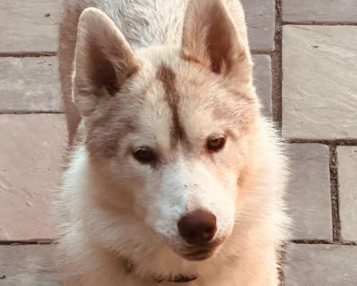 A friend has an available 7 month old, red and white male puppy available, his name is Dusty. Dusty, is current on all vaccinations, microchipped, and he will be placed with a neuter contract. For additional information or an adoption application please email... kaleidoscopek9s@yahoo.com. Characteristics Affectionate, Athletic, Curious, Friendly, Independent, Smart Coat length Medium Health Vac...