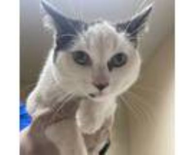Adopt Alex a White Domestic Shorthair / Mixed cat in Riverside, CA (33691238)