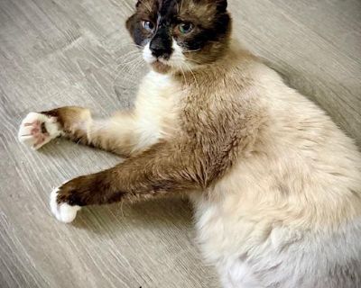 Miguel Blue Eyed Charmer Gets His Second Chance! Say hello to the very handsome and charming Miguel. Miguel is super social, he loves other cats, dogs, and has loved every person he has met! He demands pets and dishes out the most loving head butts possible to everyone he meets. This sweet boy s body has lived a hard life but his spirit and personality would never show that. When he was rescued...