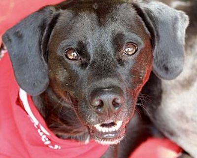 Cj - Labrador Retriever Male Puppy for Adoption