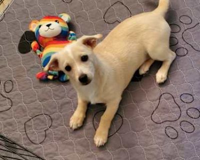 Duffy - Terrier (Unknown Type, Small)/Chihuahua Mix Male Puppy for Adoption