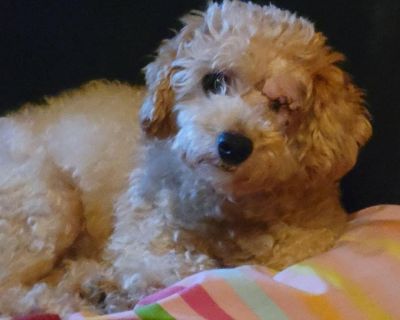 6858 June - Bichon Frise & Miniature Poodle Mix Female Dog for Adoption