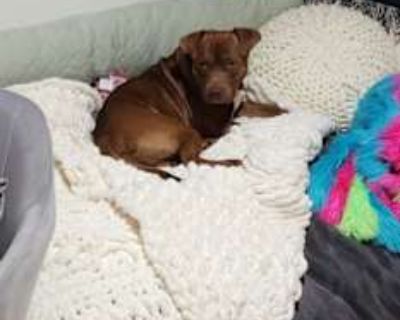 Goober - American Pit Bull Terrier Male Dog for Adoption